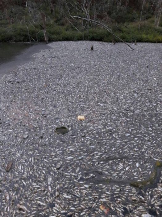 Mengen'de on binlerce balık öldü 3 3-2 (1)